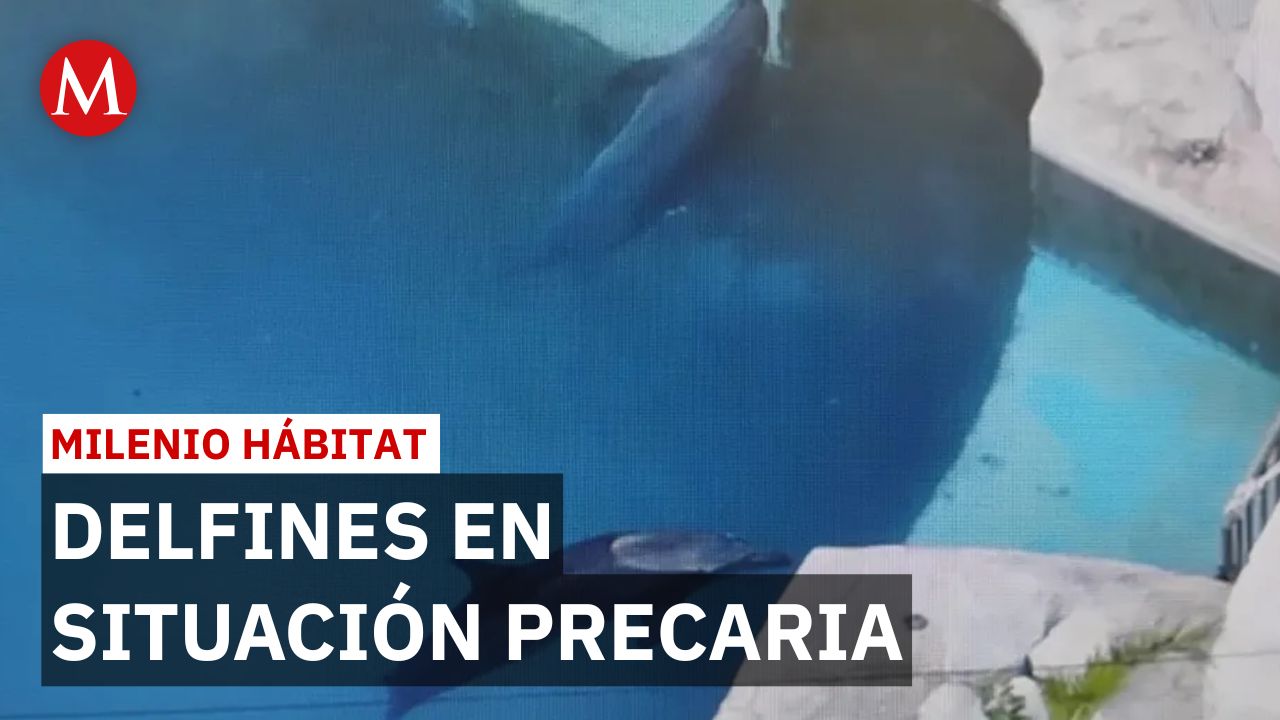 Dolphin Discovery evita trasladar delfines enfermos a corrales marinos por costos | Milenio Hábitat
