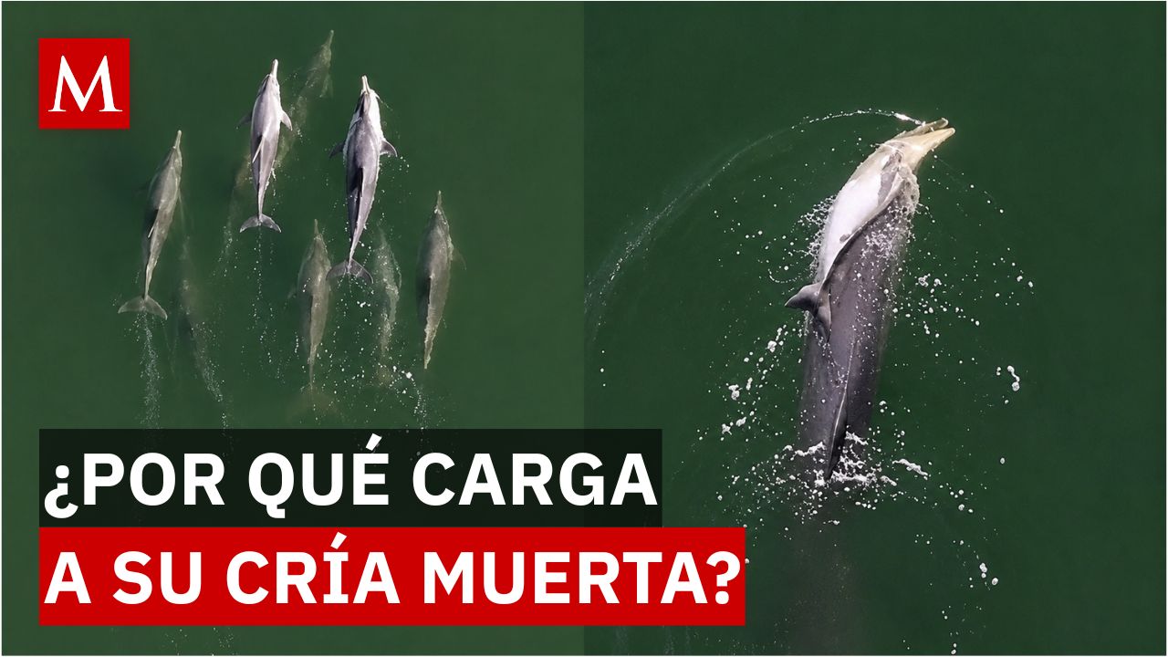 ¿Cómo es el duelo de los delfines? El video de una madre con su cría muerta
