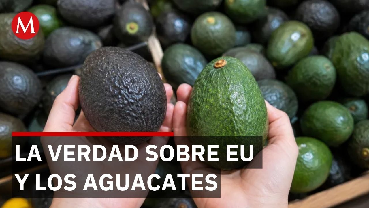 EU cierra embajada en Michoacán pero continúa comprando aguacate mexicano