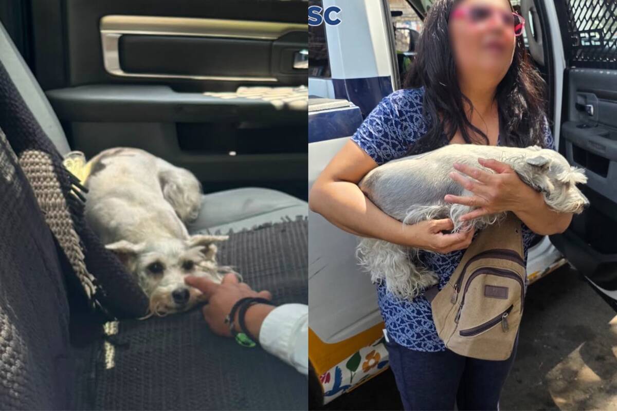 La dueña dijo que su mascota es muy nerviosa y que por eso no la deja en la casa sola.
