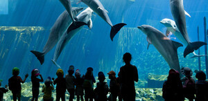 Los niños miran a los delfines en el delfinario en Nuremberg.
