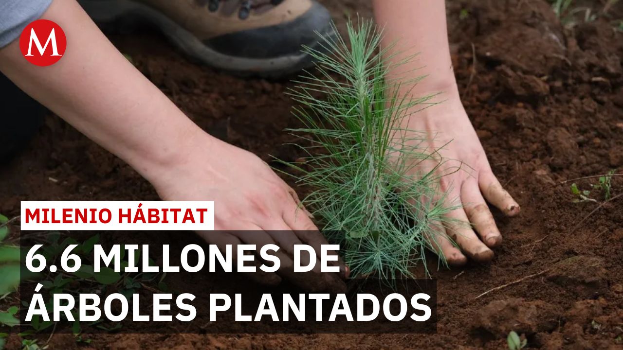 México plantará 6.6 millones de árboles en jornada nacional de reforestación 2026 | Milenio Hábitat