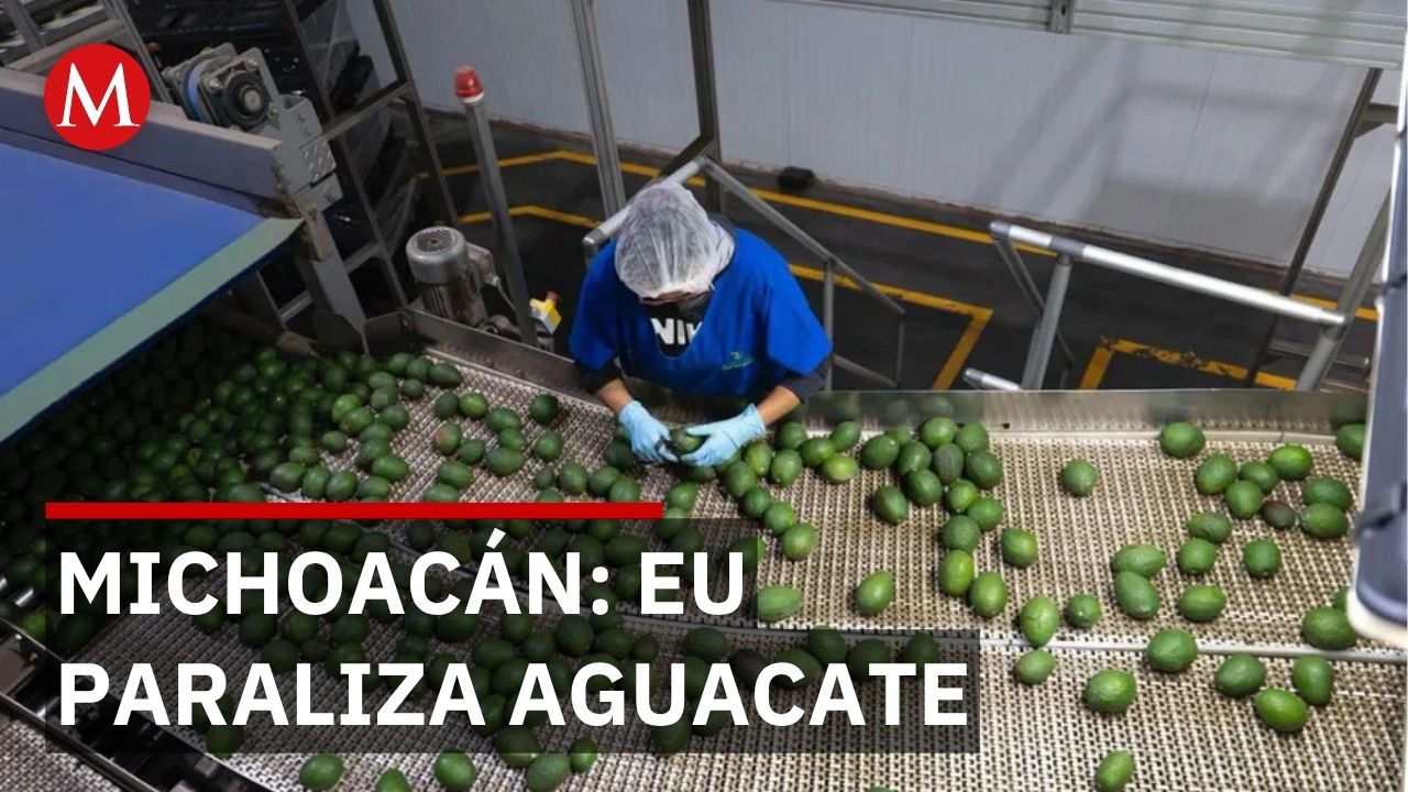200 mil empleos en riesgo por cierre de operaciones de aguacate en Michoacán