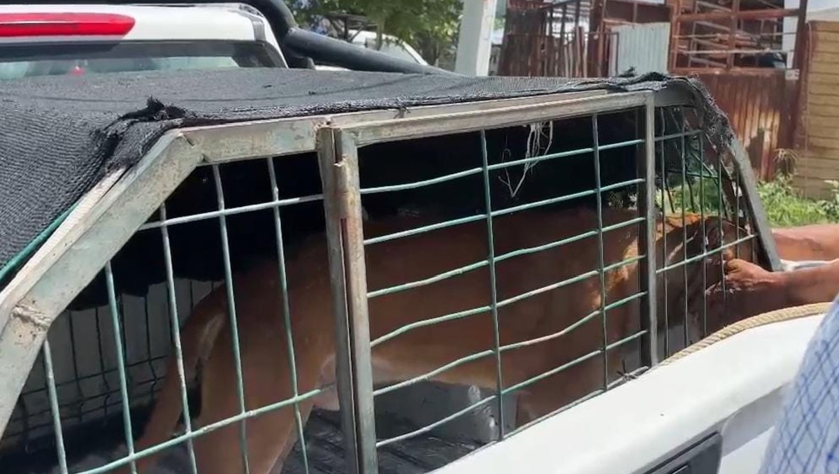Perro pitbull Canelo fue retirado de su casa luego del ataque en Zapopan (Juan Carlos Munguía)