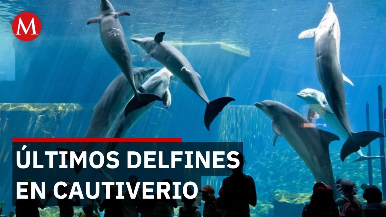 PROFEPA descubre 213 mamíferos marinos en cautiverio durante censo nacional
