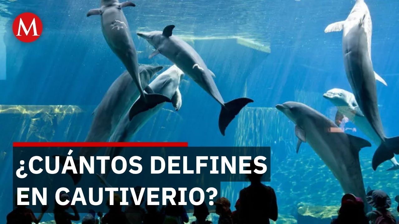 Profepa quería sacrificar delfines pero descubre que ni sabe cuántos tiene en cautiverio