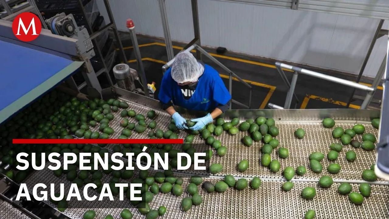 Suspensión de inspectores pone en riesgo 200 mil empleos en la industria aguacatera