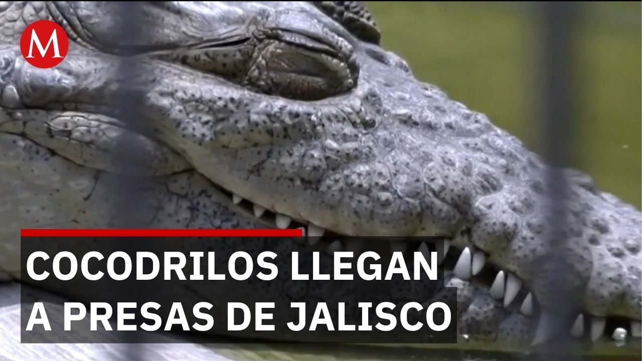 Alerta en Jalisco: cocodrilos abandonados en presas representan peligro para habitantes