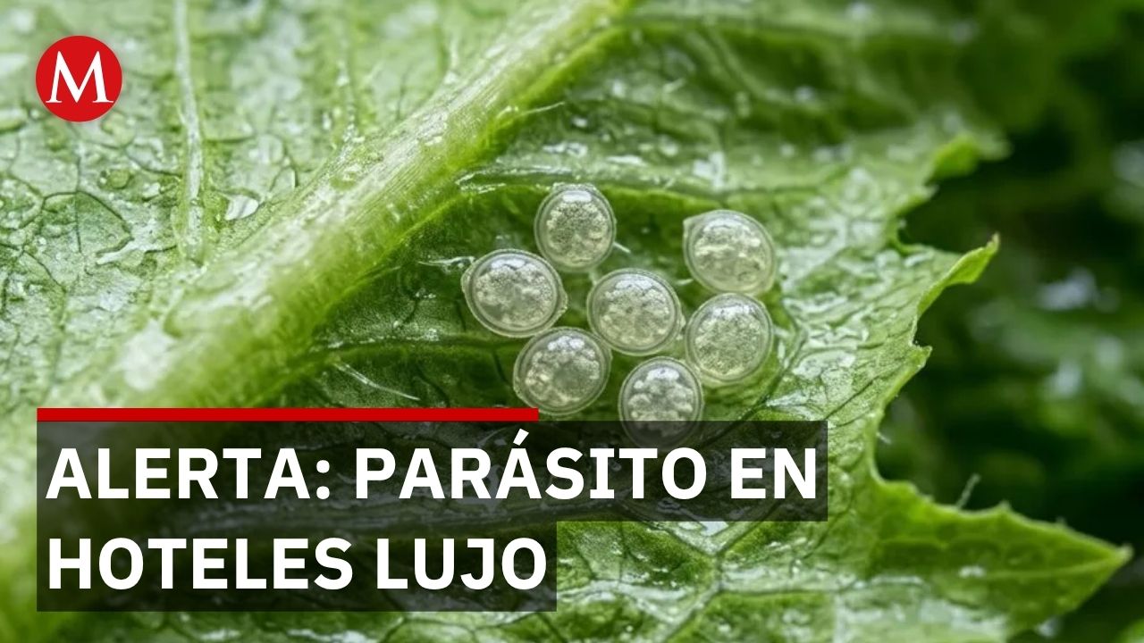 Ciclosporiasis en hoteles de Quintana Roo: autoridades investigan origen de 33 casos