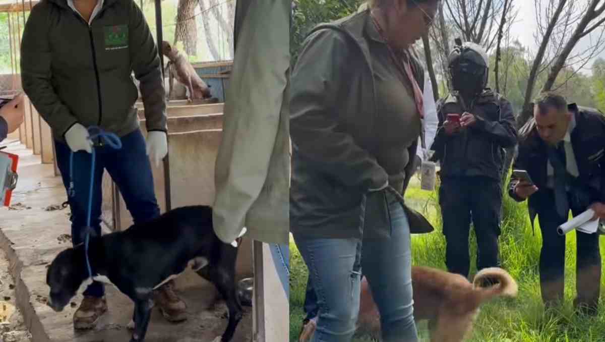 Doce perros fueron rescatados de la Granja de Chopos, refugio en Ixtapaluca denunciado por presunto maltrato. | Foto: Especial