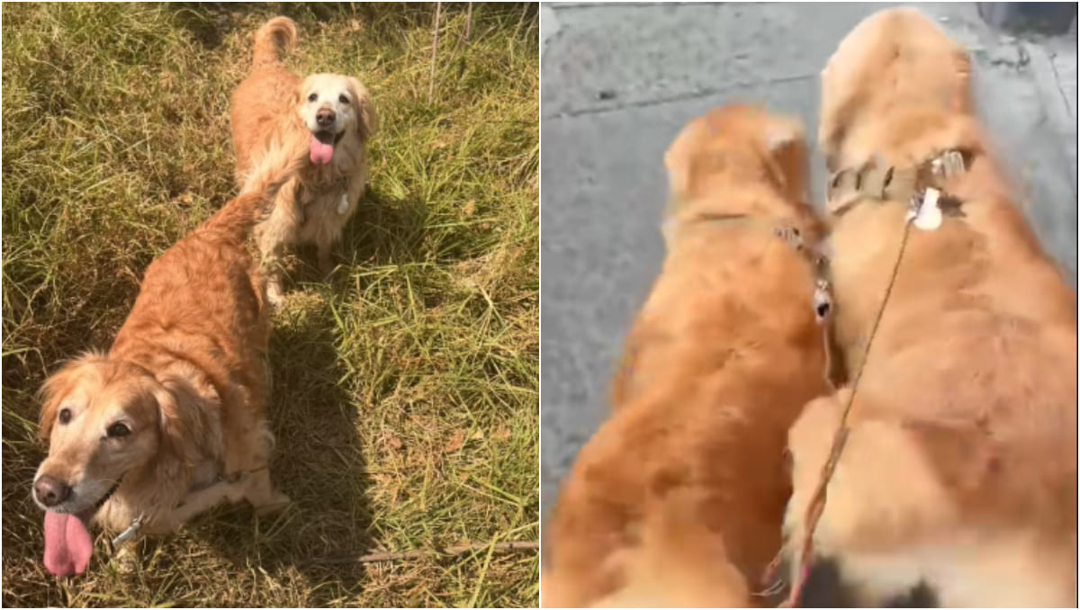 Jordy ofrece una recompensa por la localización de sus dos perritas. | Especial