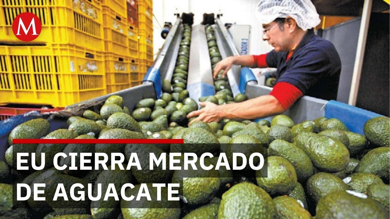 400 mil familias en riesgo por cierre de mercado de aguacate de Michoacán en EU