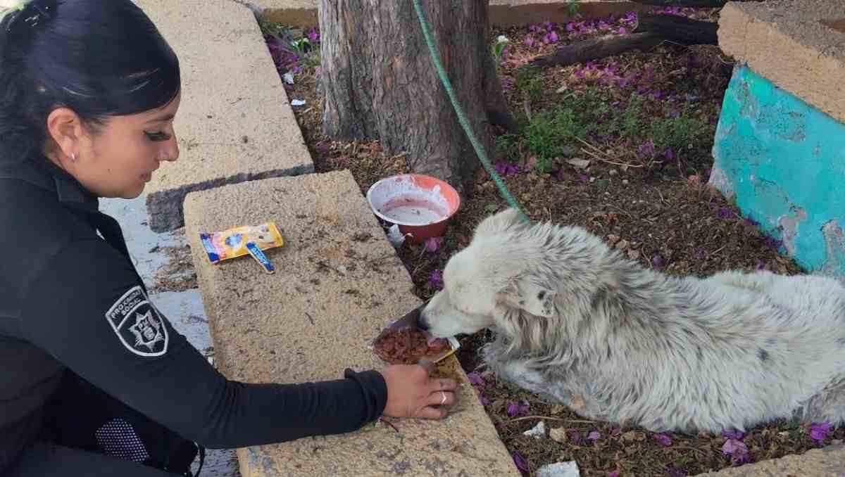 Un perro fue rescatado por policías municipales tras quedar atrapado en un canal junto al Circuito Exterior Mexiquense. | Foto: Especial