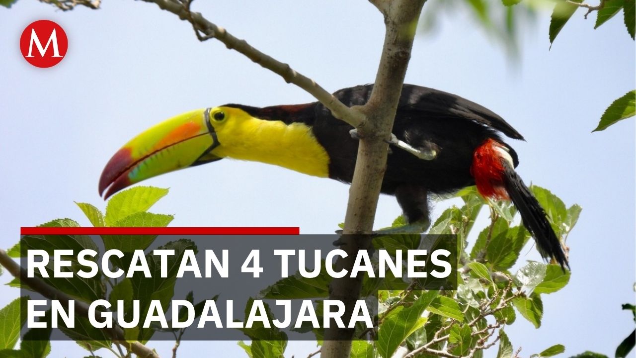 Tucanes en la calle: fauna silvestre invade Guadalajara mientras autoridades buscan solución