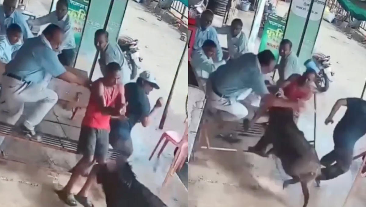 Video capta a jabalí embistiendo un grupo de personas en India. | Especial