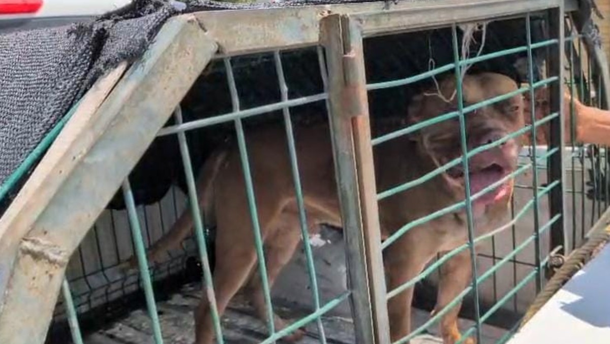 Canelo, es un perro pitbull que fue asegurado tras atacar a una mujer en Zapopan (Juan Carlos Munguía)