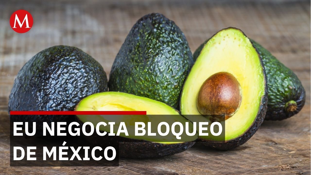 Se establece comunicación con EU para solucionar la crisis de aguacateros tras bloqueo de EU