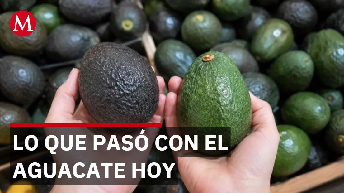 EU suspende aguacate de Michoacán pero productores tienen fruta lista para vender