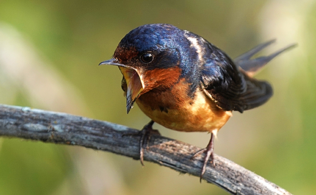 Golondrina común. (Wikimedia Commons)