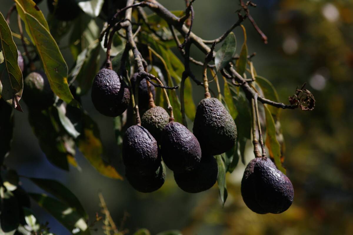 La relevancia del programa hizo de los inspectores de EU blancos de crimen organizado y disputas por control del aguacate. | Foto: Araceli López