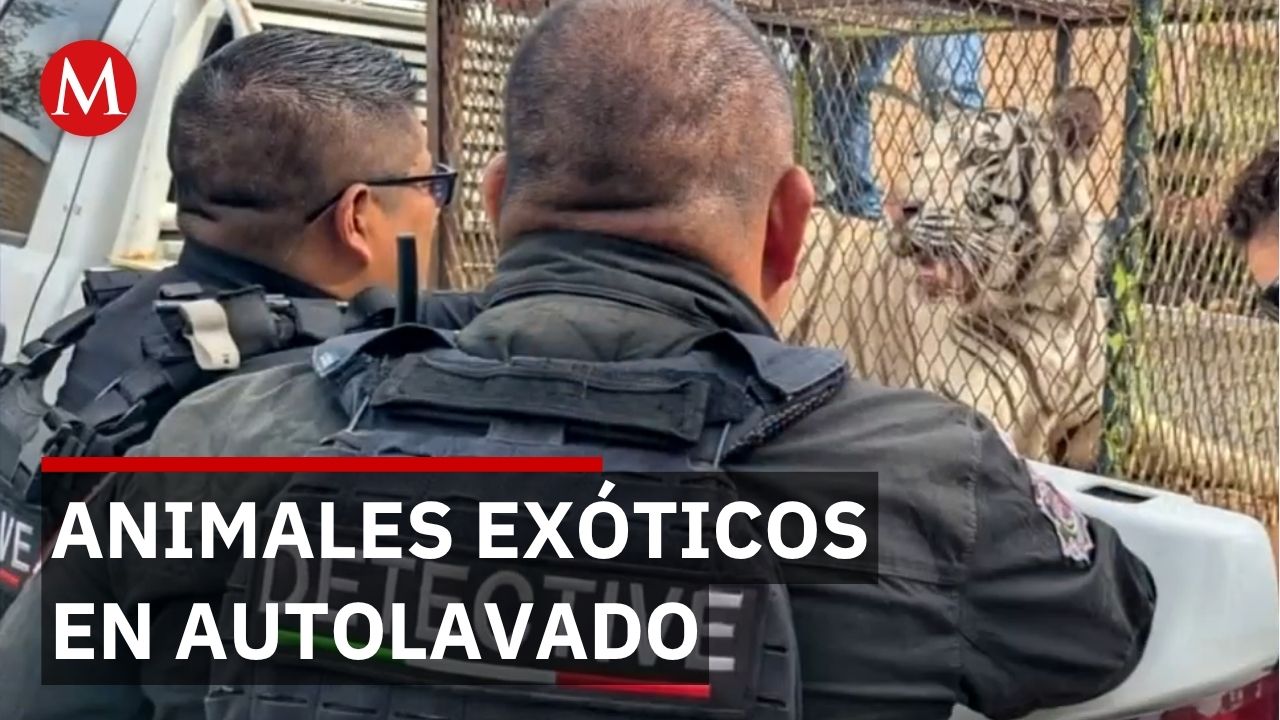 Tigre de bengala y animales exóticos hallados en cateo por homicidio en Juárez