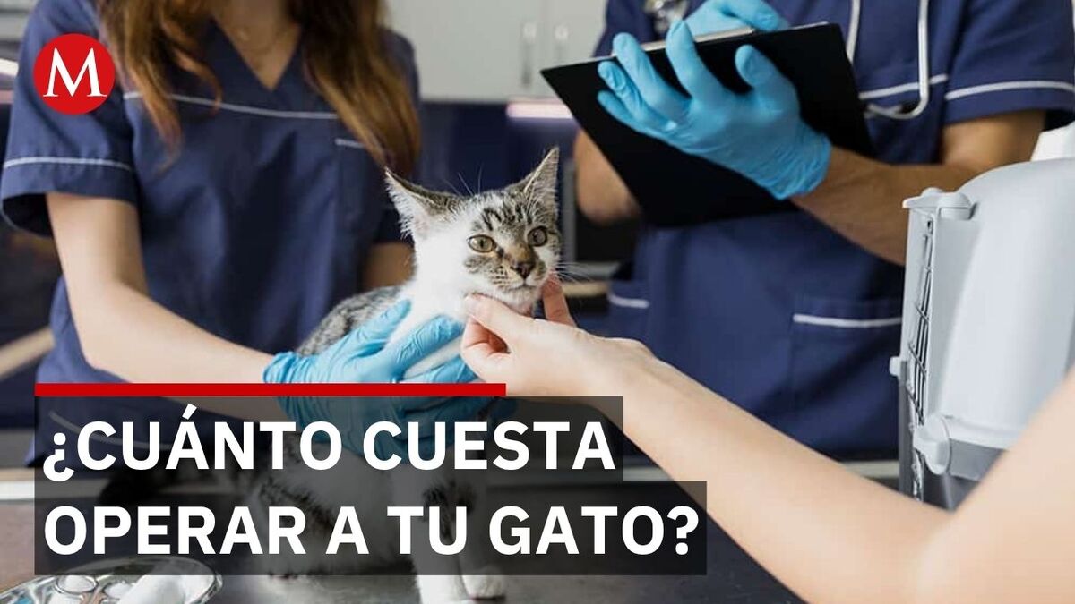 Clínica veterinaria pública ofrece cirugías a 263 pesos frente a miles en privadas