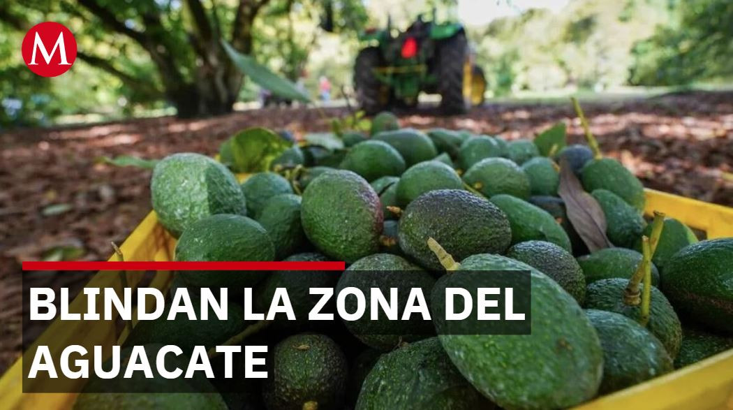 Gobierno despliega 1 mil 557 militares en Michoacán tras suspensión de aguacate por EU