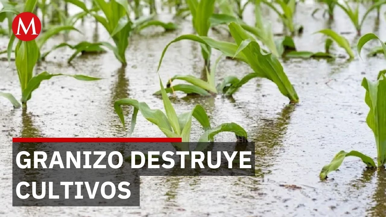 Guanajuato reporta daños menores en 8 municipios pero Pénjamo pierde mil 677 hectáreas