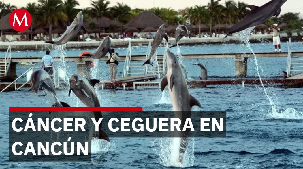 Nueve delfines sufren cáncer y ceguera en Cancún mientras continúan visitas turísticas