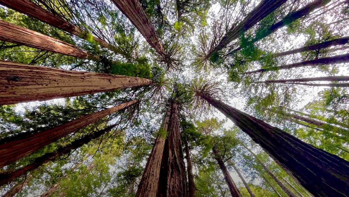 Pasar tiempo al aire libre ayuda a regular la presión arterial, alinear el ritmo circadiano y fortalecer el sistema inmunitario. |Shutterstock