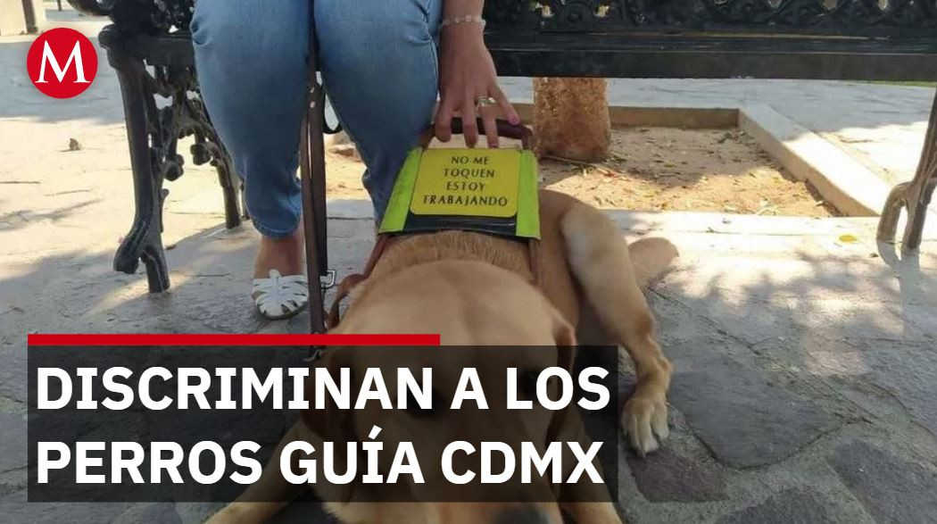 Perros guía enfrentan prohibición en transporte público de CdMx