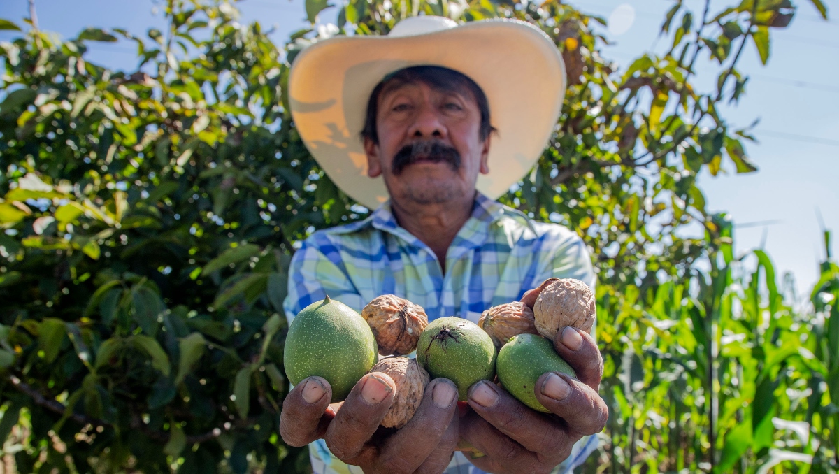 El productor Bonifacio Cholula recordó que hace algunos años decidió apostar por huertas intensivas | Melanie Torres