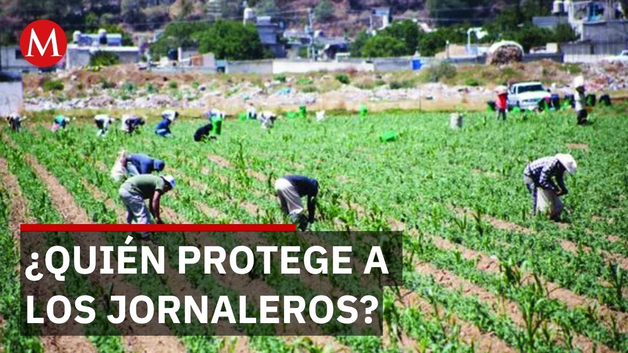 Suprema Corte rechaza amparo de empresas agrícolas y protege a 4.7 millones de jornaleros