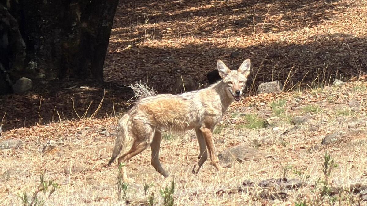 La Unidad de Salud Animal de Tlajomulco libera ejemplares rehabilitados en la sierra de Cerro Viejo. | Foto: María José Camarena