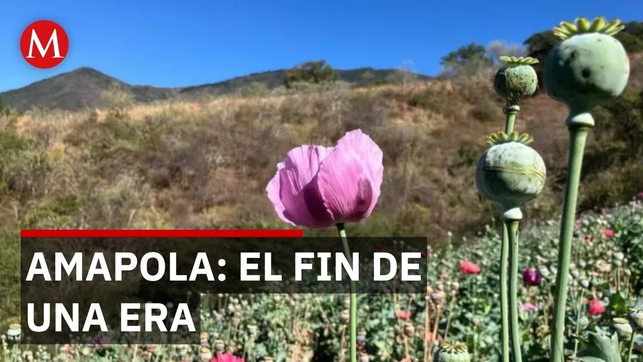 Amapola en colapso: municipios serranos enfrentan crisis económica por reconfiguración del crimen