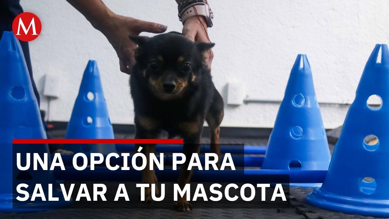 Clínica pública de Zapopan ofrece esterilizaciones y cirugías veterinarias a bajo costo