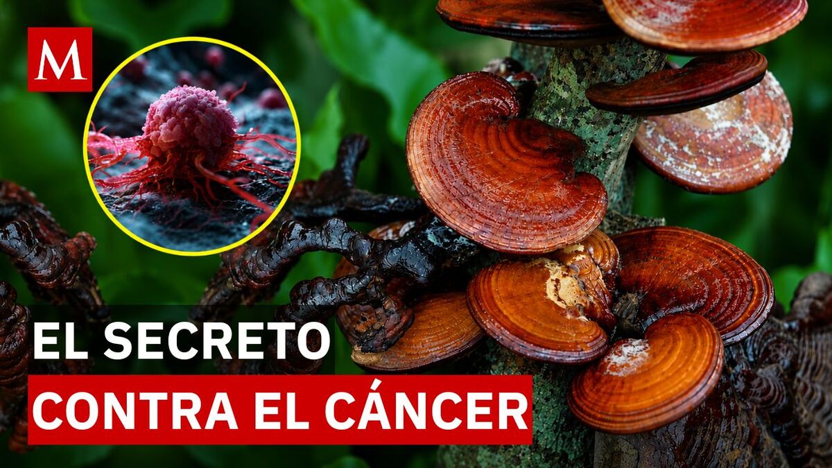 Descubren beneficios terapéuticos y propiedades anticancerígenas en hongo
