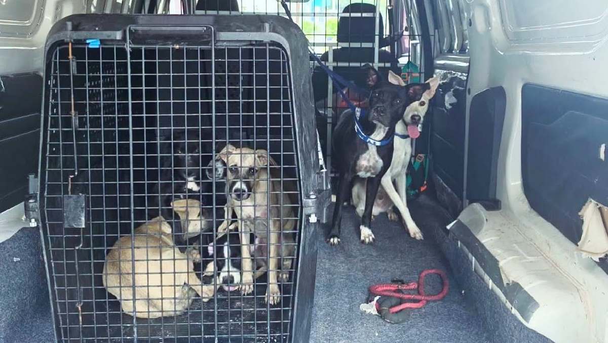 Habitantes reportaron la presencia de los perritos en una casa abandonada. | Foto: Fundación Laika