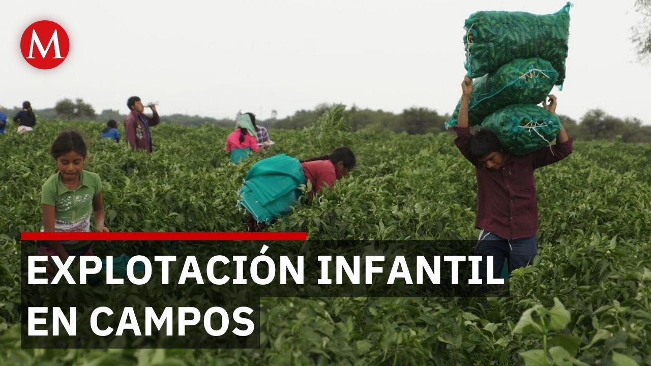 Niños indígenas de Guerrero migran a campos agrícolas sin protección ni acceso a educación