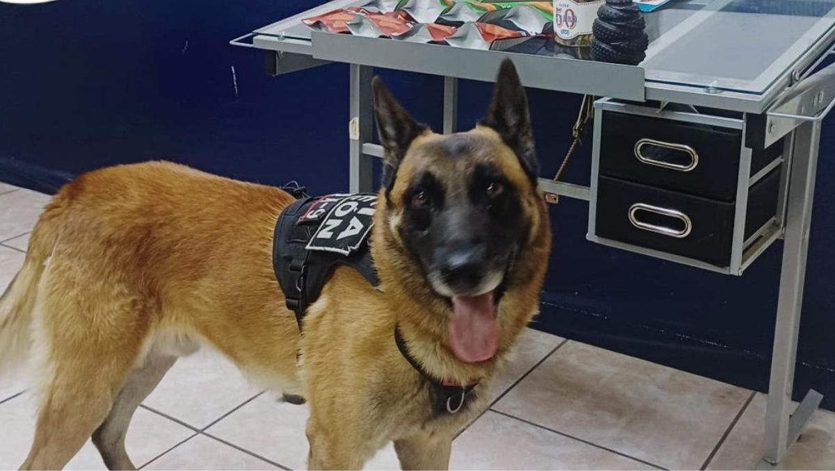 Noah, oficial canino. | Foto: Cortesía Agentes policiacos