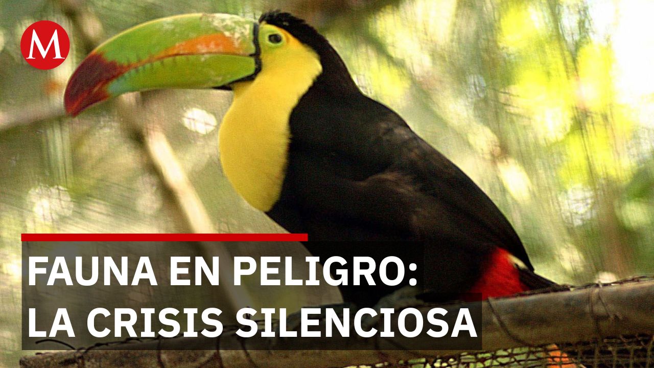 Cuatro tucanes son rescatados en la zona metropolitana de Guadalajara tras aparecer en vía pública