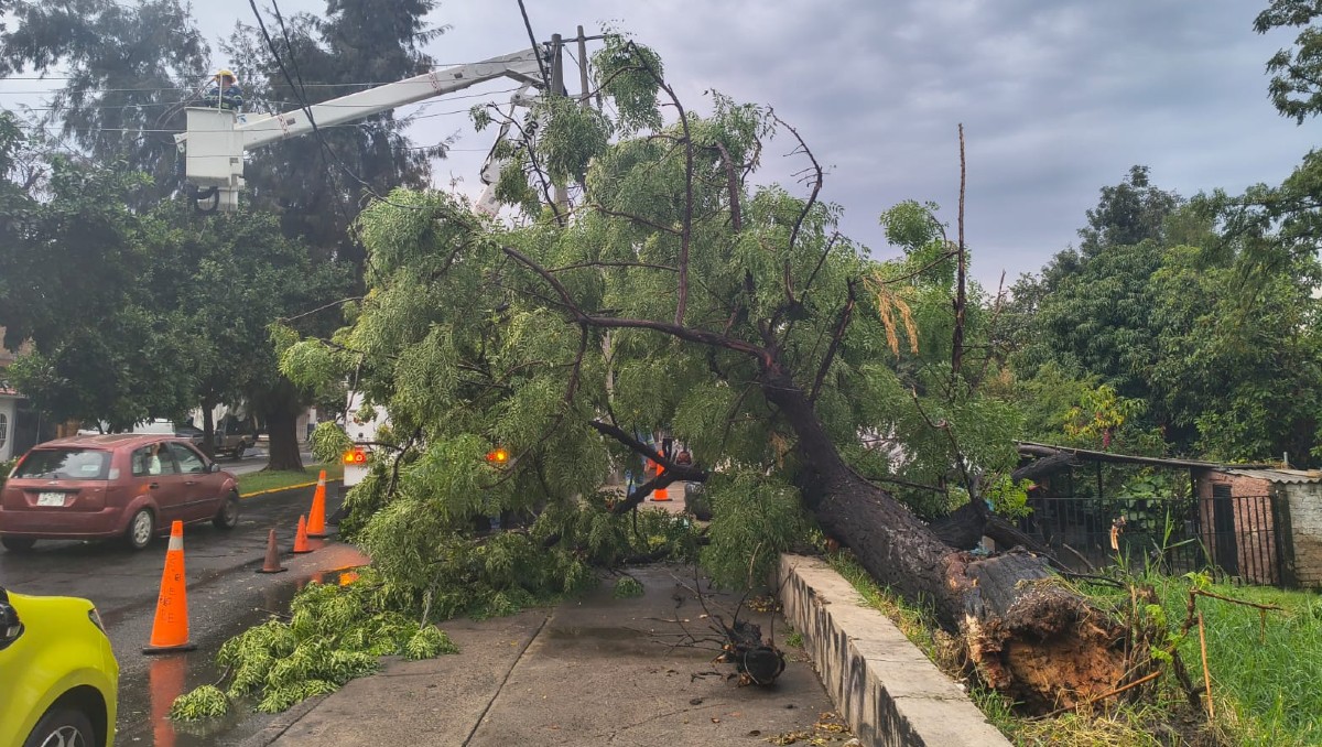 Árbol caído durante la lluvia de este domingo en el Área Metropolitana de Guadalajara (María José Camarena)