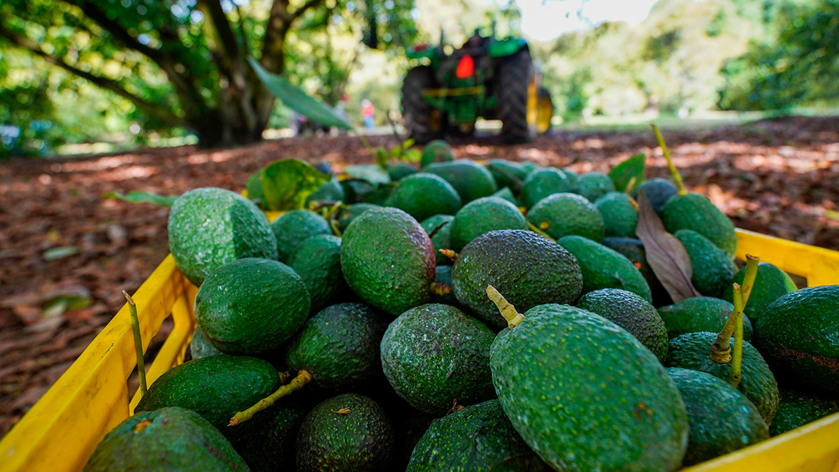 El aguacate mexicano está en riesgo por la violencia