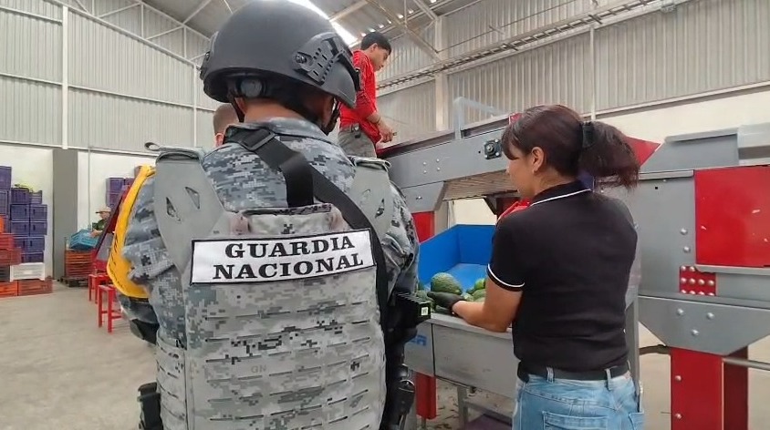 Guardia Nacional tras el reforzamiento de la seguridad en zonas agrícolas de aguacate l Foto: Especial