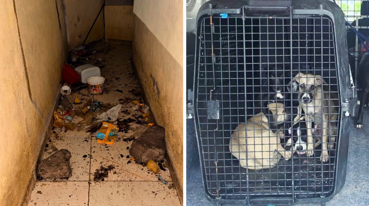El inmueble se ubica cerca de un hospital del IMSS en Culiacán, Sinaloa | Foto: Fundación Laika
