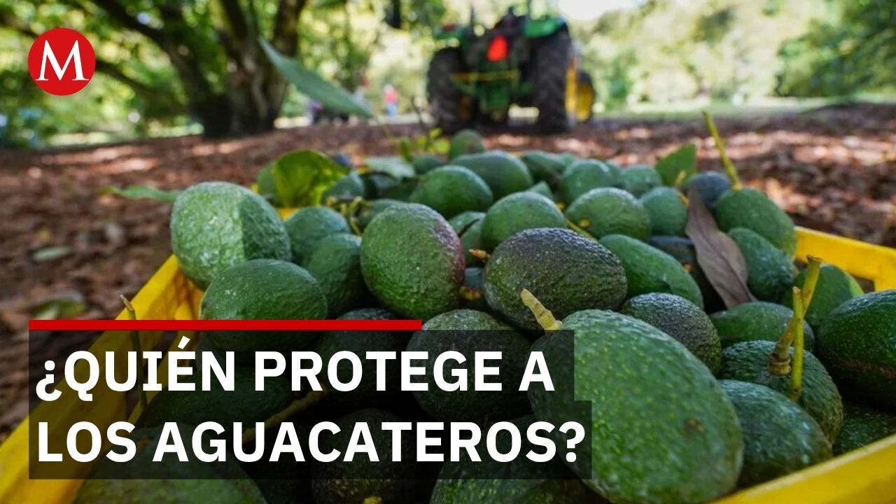 200 mil trabajadores regresan al aguacate entre amenazas de extorsiones y quemas