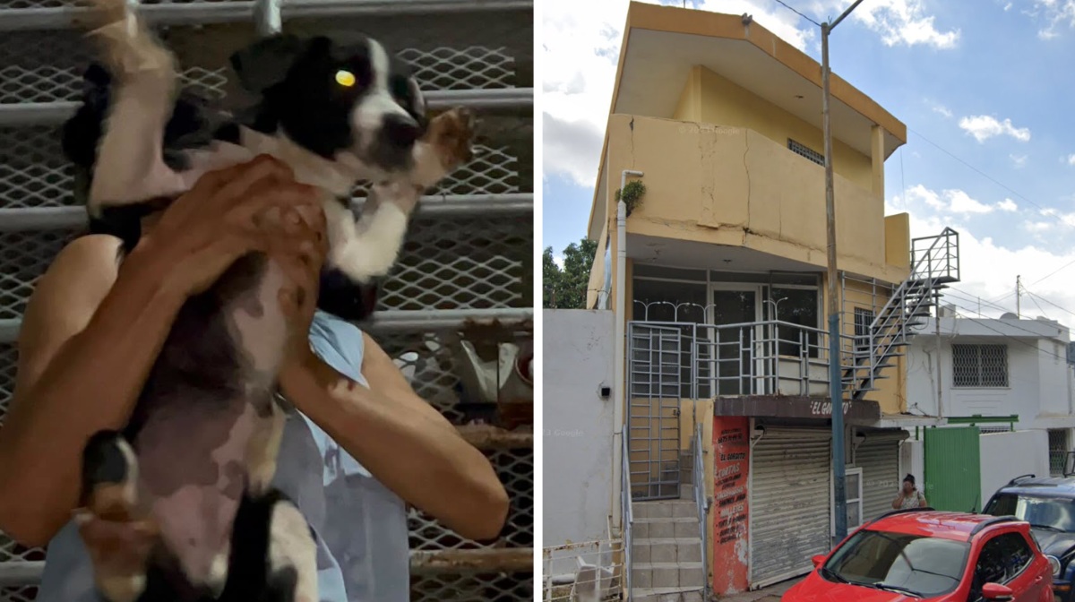 Los perritos fueron hallados en un inmueble de Culiacán, Sinaloa | Foto: Especial