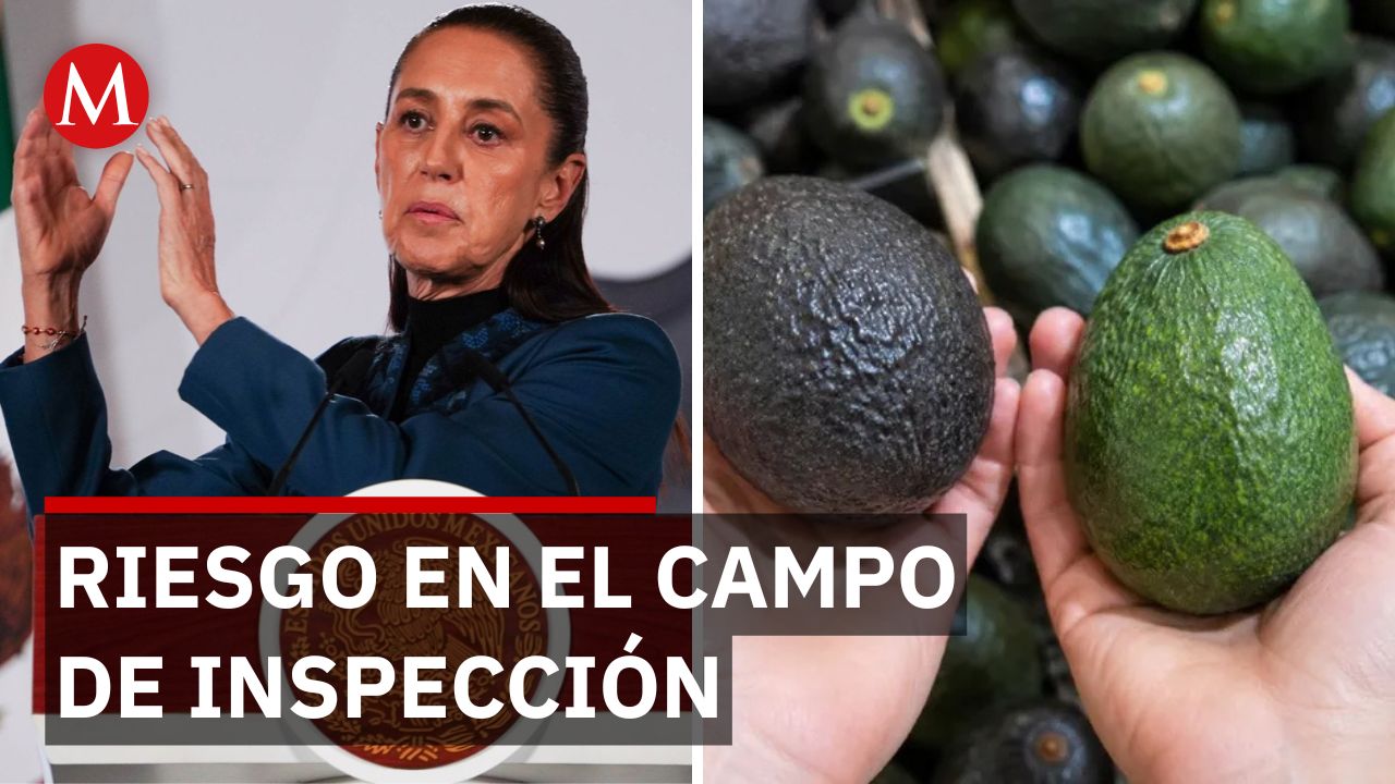La Presidenta mencionó que se garantiza el trabajo de toda la cadena de producción de aguacate.