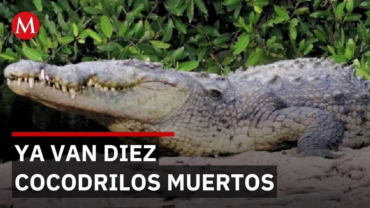 Alerta en Puerto Vallarta por desplazamiento y agresiones contra cocodrilos