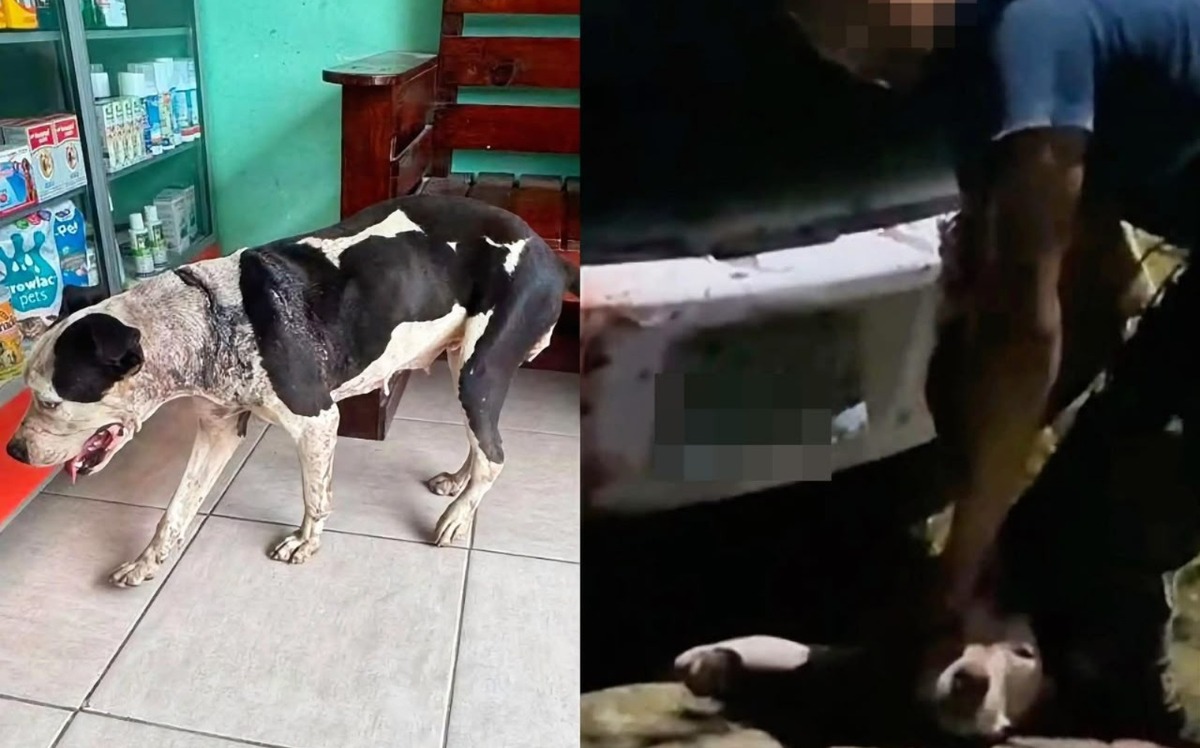 Captan maltrato contra perrita de nombre 'Pintita'. (CORTESÍA)